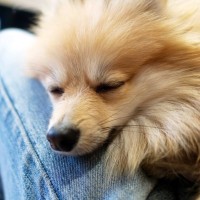 『あまえんぼう』な性格の犬種５選　飼い主に甘えているときにみせるサインや注意点まで