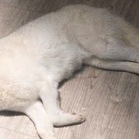 『最終回すぎる犬』寝転がる大型犬がライトで照らされた結果…まさかの光景に25万いいね「フランダースの犬で泣いた」「完全にエンディング」