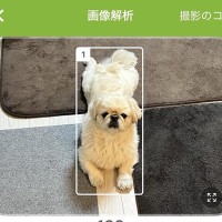 『食事管理アプリ』で犬の写真を撮ったら…思わず納得してしまう『解析結果』が面白いと20万表示「笑った」「他の候補も良いｗｗ」と爆笑の声