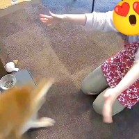 全速力で走ってくる柴犬→両手を広げて待ち構えていたら…まるで『コントのような光景』が7万表示「まさに柴犬ｗ」「笑ったｗ」と爆笑の声