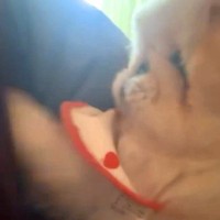 朝、起きる時間になると『犬』がやってきて…『寝坊は絶対に許さない』まさかの光景に5万3000いいね「表情も最高ｗ」「目覚まし要らず」