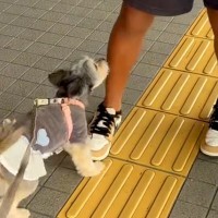 留学中の息子が帰国したのでお迎えへ→一緒に行った犬が『信じられない様子』で…尊い再会の瞬間とお別れが17万再生「ラブラブ爆発」「泣けた」