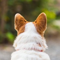 『人に興味がない犬』の特徴4つ　どんな行動をみせるの？関心を持ってもらう方法まで