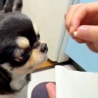医者に『苦いから食べられないかも』と言われた錠剤→犬に与えてみた結果…予想を裏切る『想定外の光景』が112万再生「オヤツの空気感で草」