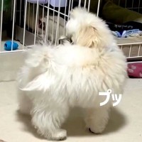 白くてフワフワの赤ちゃん犬が『おなら』を覚えた結果→出した瞬間に…『まさかの反応』が23万再生「犯人探しするの草」「ずっと見てたいｗ」