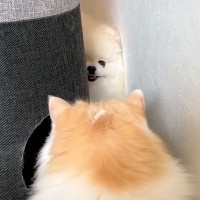 大好きな猫と遊びたい犬→キャットタワー越しに…まさかの『独特すぎる誘い方』に反響「ひょっこりさんｗ」「かわいすぎてキュン」と5万再生
