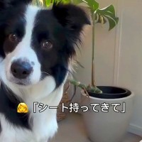 世界一頭が良い犬種に『シート持ってきて』とお願いしてみた結果…初めてとは思えない『衝撃の光景』が139万再生「前世人間？」「天才すぎる」
