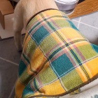 寒い日、こたつに入った犬に『ご飯をあげた』結果→横着しすぎている『人間のような光景』に1万いいね「怠惰の極み」「究極の食事スタイルで草」