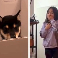 子どもたちに内緒で『子犬を飼った』結果→リビングで気が付いた瞬間…100点満点な『それぞれの反応』に反響「涙ぐんじゃうよね」「可愛すぎ」