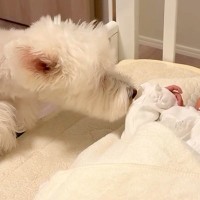 生まれたばかりの赤ちゃんと初対面した３匹の犬→心配していたら…あまりにも尊い『意外な反応』に反響「幸せな空間」「優しい姿にほっこり」