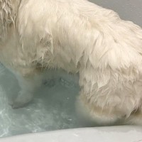 お風呂に入った大型犬→全身が濡れた結果…犬とは思えない『別の動物に変化した光景』に4万いいね集まる「犬のフリしてる？」「本当だｗ」