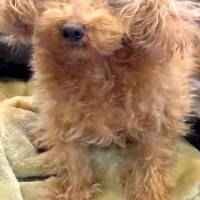 モフモフな15歳の老犬→乾燥する時期になると…思わず笑ってしまう『まさかの髪型』が16万再生「神々しいｗｗ」「ケサランパサラン犬」と爆笑