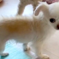 『うんちを踏むから』と飼育放棄されたガリガリ犬…言葉を失う『過酷な経緯』と『保護後の変化』に胸打たれると反響「涙止まらん」「表情が違う」