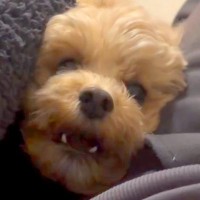 ラブラブなママとパパを見た犬→犬がヤキモチを妬いてしまい…まさかの『ブチキレ』が35万再生「男同士の決闘ｗ」「しっぽフリフリで草」の声