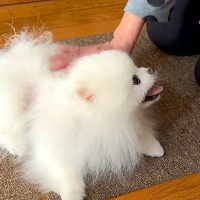 実家へ帰省し『おばあちゃん』と再会した犬→いつまでも続いてほしい『優しいひととき』に反響「なんだか泣けてきた」「帰りたくなくなる」