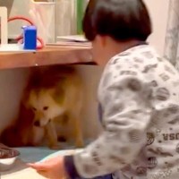 『ねえママ、あの子じゃダメ？』犬の保護施設に足を運んだ男の子が一言…涙が出る『お迎え後の光景』が60万表示「運命の出会い」「心に刺さる」