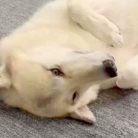 女の子に撫でてほしくて『撫でられ待ち』をする狼犬→眠気が襲ってきて…子犬のような『まさかの光景』が話題「寝落ちｗｗ」「カッコいいのにｗ」