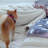 体調不良でダウンした女性→『いつもの散歩に行こう』とした犬が異変に気付き…思いやりに溢れた光景が8万再生「一番の薬」「わんこってスゴイ」