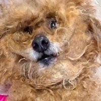 病気のおばあちゃんから『16歳ボサボサの老犬』を保護…切なすぎるお別れとトリミング後の変貌が62万再生「余生を幸せに」「綺麗な目…」