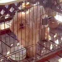 『噛むし、山に捨てようと思っている』と言われたボロボロの犬を保護→愛情を注いだ結果…『表情の変化』に反響「辛かったね」「これから幸せに」