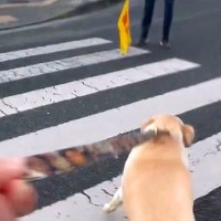 信号待ちで『交通整理のおじさん』を見つけた大型犬→まさかの行動と『素敵すぎる対応』が48万再生「嬉しさ爆発してる」「尻尾ちぎれそうｗ」