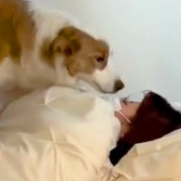 インフルエンザにかかったお姉ちゃん→なぜか犬が様子を見に行って…愛に満ちた『看病』が尊いと56万再生「なんて優しい子」「大好きなんだね」