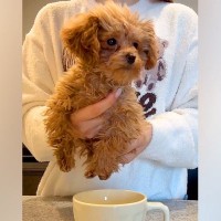 『ティーカッププードルは、本当にティーカップに入るのか？』検証したら…『まさかの結果』が107万再生「プードル丼ｗｗ」「可愛すぎて笑う」