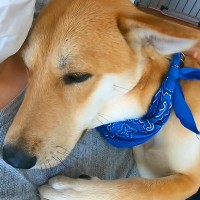 怖がりな保護犬と一緒に『ハンモック』に乗った結果…小さな子供のような『尊い反応』が16万再生「母性本能わしづかみｗ」「守ってあげたい」
