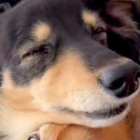 重なり合って眠る二匹の犬→寝顔を見てみると…想像を超える『衝撃の表情』が85万再生「笑いが止まらんｗｗ」「ちょっと親近感」と爆笑の声