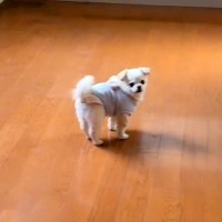 おじいちゃんの遺品整理を終え、空っぽになった実家へ→一緒についてきた犬が…胸がきゅっとなる『儚い光景』232万再生「涙が溢れてくる…」