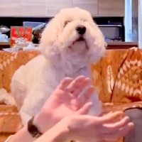 『ボールが突然消えるマジック』を大型犬に披露→引っ掛かるか検証した結果…「かわいすぎる」「いいリアクション」とSNSで反響