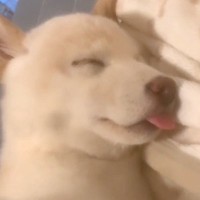 犬の寝顔をスマホで撮影していたら…カメラに起きた『とんでもないバグ』が240万再生「夢の中に入ろうとしてて草」「なんの能力やねんｗｗ」