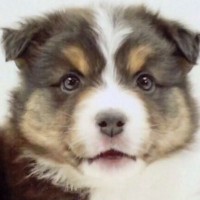 『子どもが怖がるから捨てた』1歳までに3回も家族が変わった犬→『またひとりになるの？』と怯えて…現在の光景に思わず涙「運命の出会い」