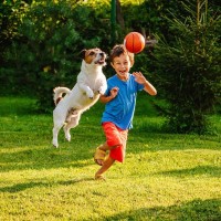 犬の『知能』は人間でいうと何歳ぐらいなの？賢いからこそ注意すべき飼い方まで解説