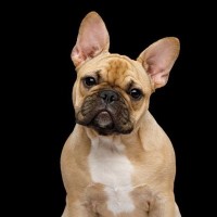 犬に野菜を与えるときの『タブー行為』5選　絶対NGな素材の種類まで解説