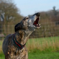 犬が『キャン』と急に鳴く心理5つ　痛みや苦痛を感じている可能性も…