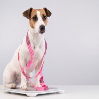 愛犬が肥満かどうかを判断する方法3つ　なぜ太ってしまうの？体型維持のコツまで