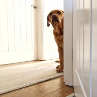 犬が『ソワソワ』しているときの心理5選　愛犬を安心させるためにできることまで