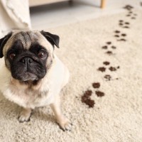 犬がいる部屋に『カーペット』の必要性とは？使用するメリットや選ぶ際の注意点まで