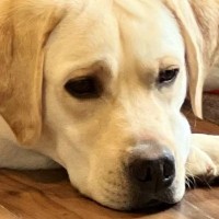 『なんか大型犬が拗ねてるな』と思い見てみたら、おててを伸ばしていて…まるで『人間の子どものような光景』に反響「かわいいｗｗ」と14万表示