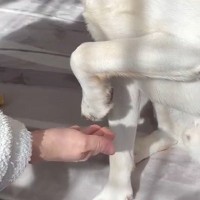 『お手のやり方』をいまだにわかっていない3歳の大型犬→あまりにも可愛い光景が13万表示「面倒くさがってて最高ｗ」「きっとわざとｗｗ」