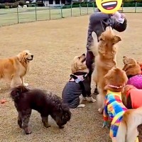 おやつをもらうのが下手くそな大型犬→『ようやく貰えた』と思ったら…まさかの『悲劇的な展開』が14万再生「守ってあげたい」「優しい…」