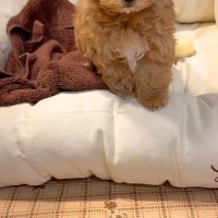 『ママ、たすけて…』ベッドから降りられない小さな子犬→あまりにも赤ちゃんすぎる『困り顔』が46万再生「表情がたまらん」「犬生一周目ｗｗ」