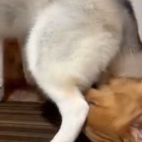 ゴールデンレトリバーのことを溺愛しているシベリアンハスキー→距離感がバグりすぎている光景が46万表示「もみくちゃで草」「大好きなんだね」