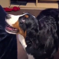 娘が『音楽に合わせて踊った』結果→一緒にいた超大型犬が…見たことない『ノリノリ過ぎる光景』が322万再生「想像以上で草」「初めて見たｗ」