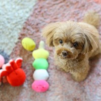 犬の気持ちが乗らない『おもちゃ』の特徴4つ　すぐに遊ぶのをやめてしまう玩具の共通点とは？