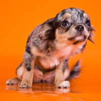 犬を怖がらせてしまう『絶対NG行為』5つ　愛犬に恐怖心を植え付ける飼い主の行動とは？