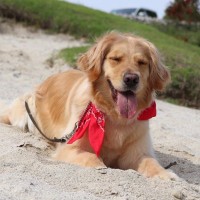 犬が伏せた状態でしっぽを振る理由4つ　喜んでいるだけじゃない？注意点まで解説