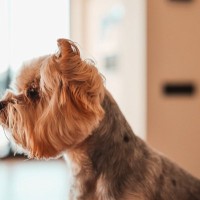 犬が嫌がる絶対NGな『触り方』5選　愛犬に嫌悪感を与えるスキンシップとは？