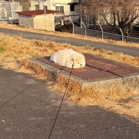 散歩中、完全に拗ねてしまった犬→まさかの『冤罪』と『理不尽な主張』が286万表示「演技派すぎるｗ」「クッション落ちてるのかと思った」の声